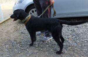 2015_03313-26ゆうこまん２