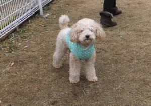 2015_03093-9ふうちゃん