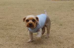 2015_03293-24しんじ