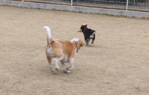 2015_03013-1ハルムサシ