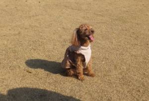 2015_03313-26ベリー