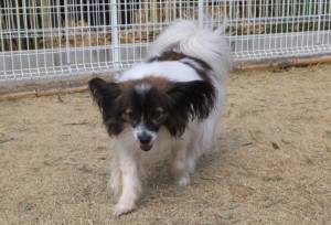 2015_03113-11いちご