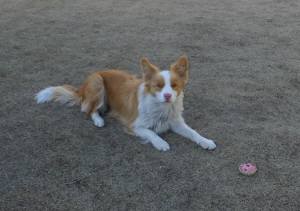 2015_03113-11シェリー伏せ