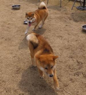 2015_03143-13愛チョコ