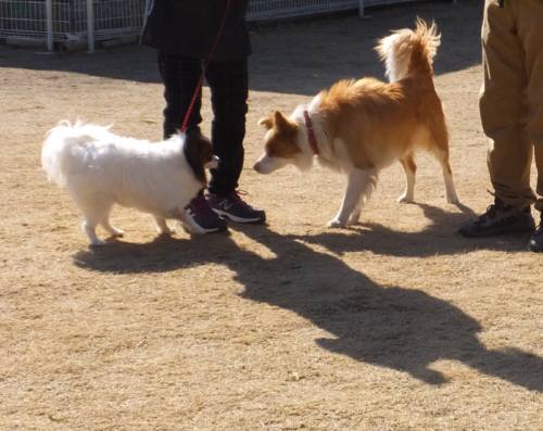 2015_03023-2リンシェリー