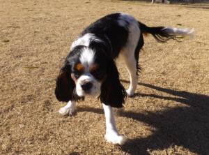 2015_03043-4あられ