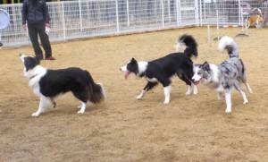 2015_03083-8ボーダー４