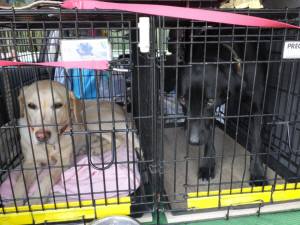 2015_03313-26ナッツハル