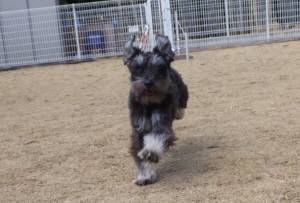 2015_03113-11ケルン