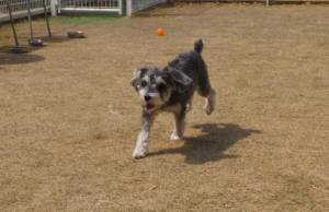 2015_03293-24コニー