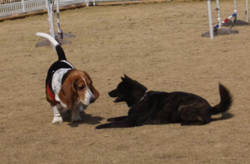 2015_03163-15マロンサクラ