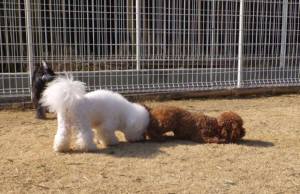 2015_03063-6アムルみとん