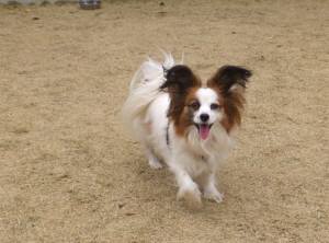 2015_03293-24コジロー