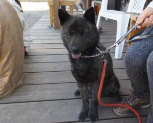 2015_03283-23さくら