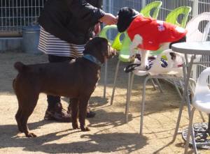 2015_03023-2ララアラレ