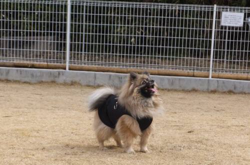 2015_03033-3ポンキチくん