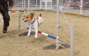 2015_03283-23チャッピー