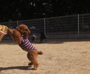 2015_03113-11みとん