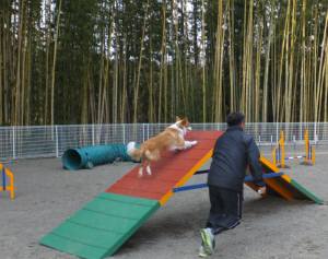 2015_03133-12シェリーＡ