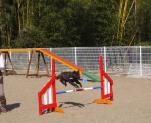 2015_03303-25サクラ