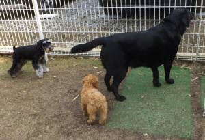 2015_04124-9ルネアあつめベル