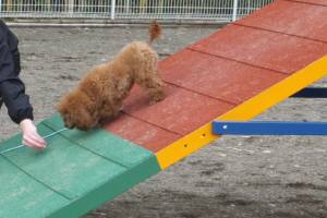 2015_04124-9クレア