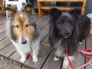 2015_04204-140ジョイハピ