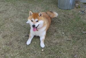 2015_04184-12あいちゃん