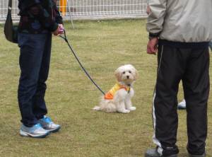 2015_04154-10しつけ