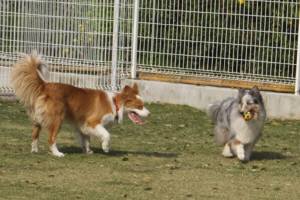 2015_04284-21アイルシェリー