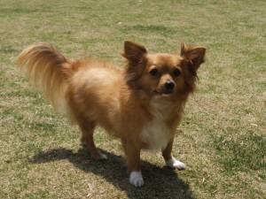 2015_04294-22ラリー