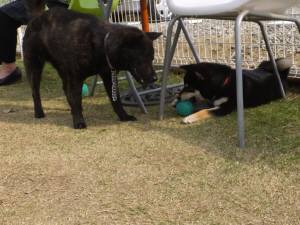 2015_04244-17さくら晴