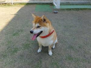 2015_04264-19愛ちゃん