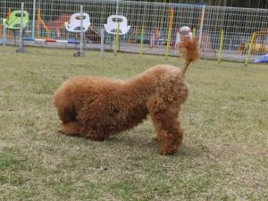 2015_04174-11クレア