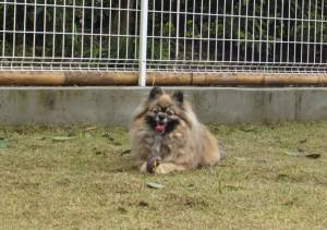 2015_04154-10ポンちゃん