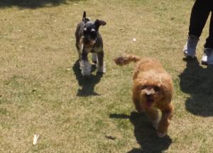 2015_04264-19カールレン