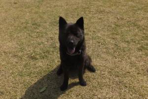 2015_04224-16サクラ