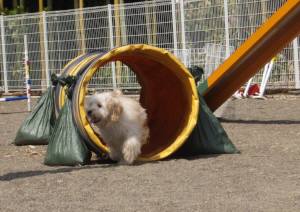 2015_04294-22ヨツバトンネル