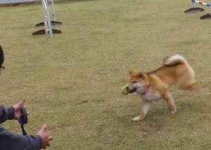 2015_04044-3チョコ２