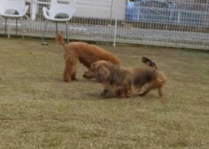 2015_04174-11リリィ