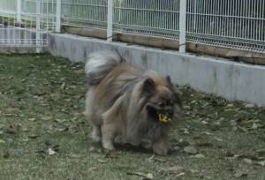 2015_04294-22ポンキチ