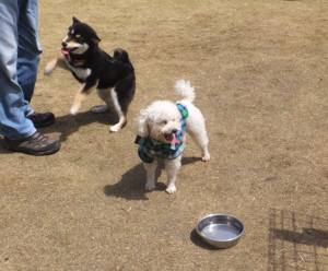 2015_04184-12タッキー晴