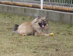 2015_04154-10ポンちゃん２