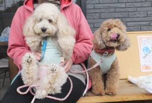 2015_04204-14モモフウ