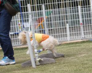 2015_04154-10四つ葉ジャンプ