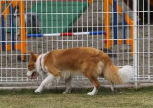 2015_04204-14シェリー