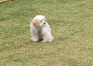 2015_04194-13よつば