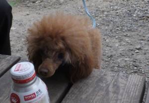 2015_04244-17クレア