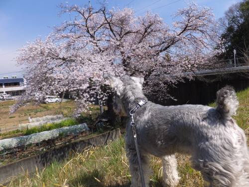 2015_04034-2さくらハロ