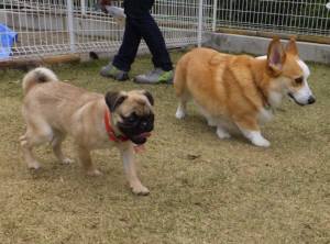 2015_04194-13ケンシロウハル